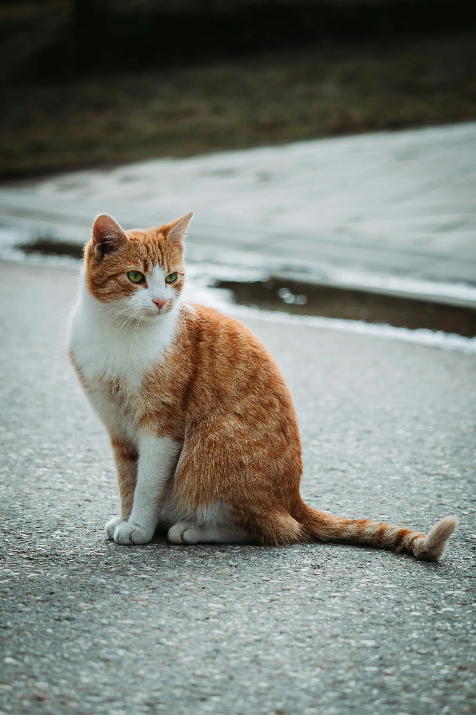 Beton zeminde duran sarı beyaz bir kedi