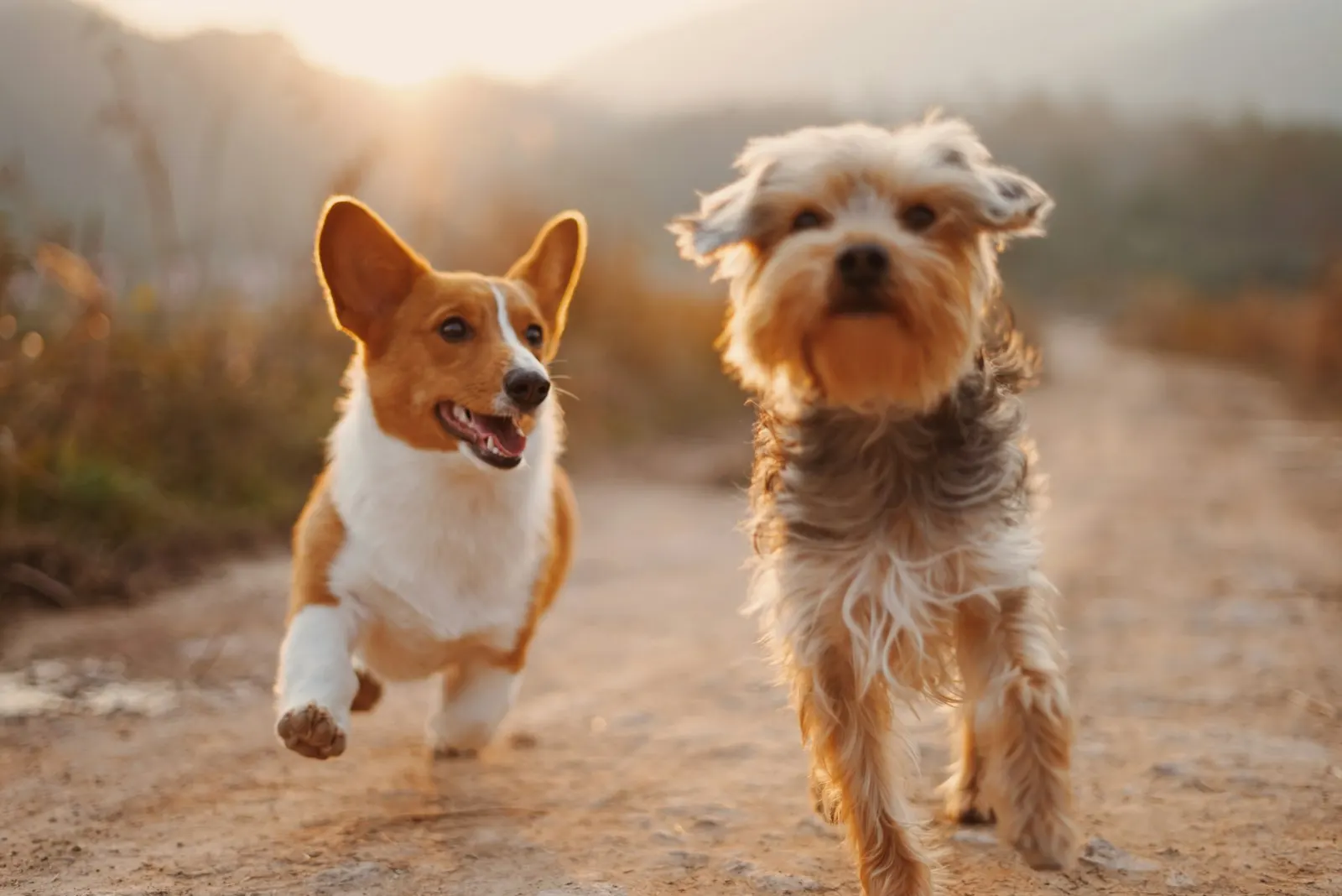 Toprak yolda koşan iki kahverengi beyaz köpek