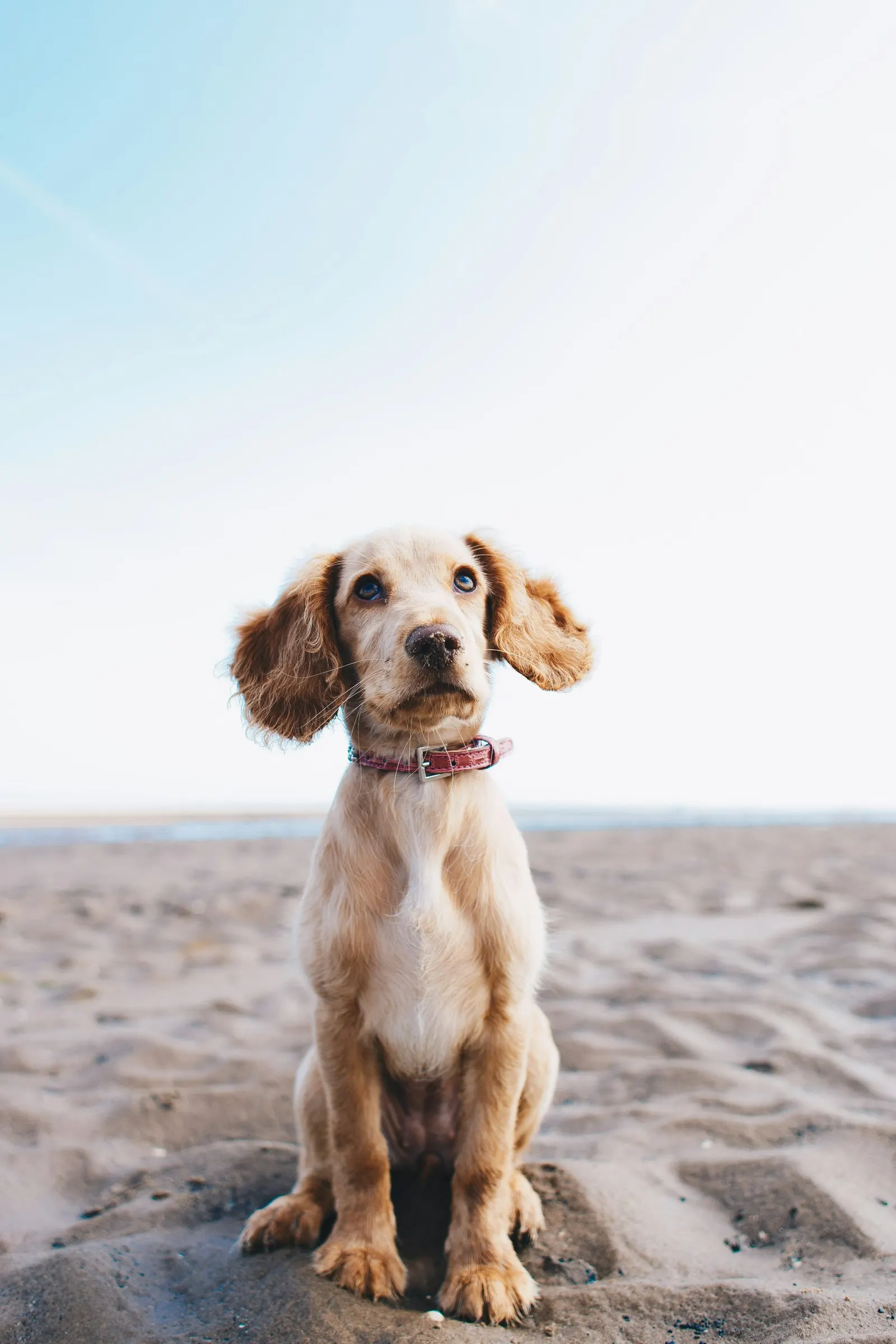 Kumsalda oturan kahverengi beyaz köpek