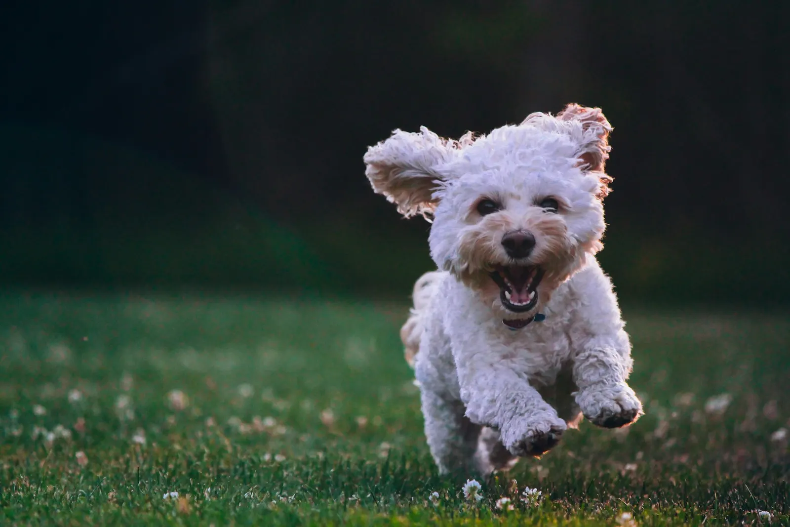 Shih Tzu