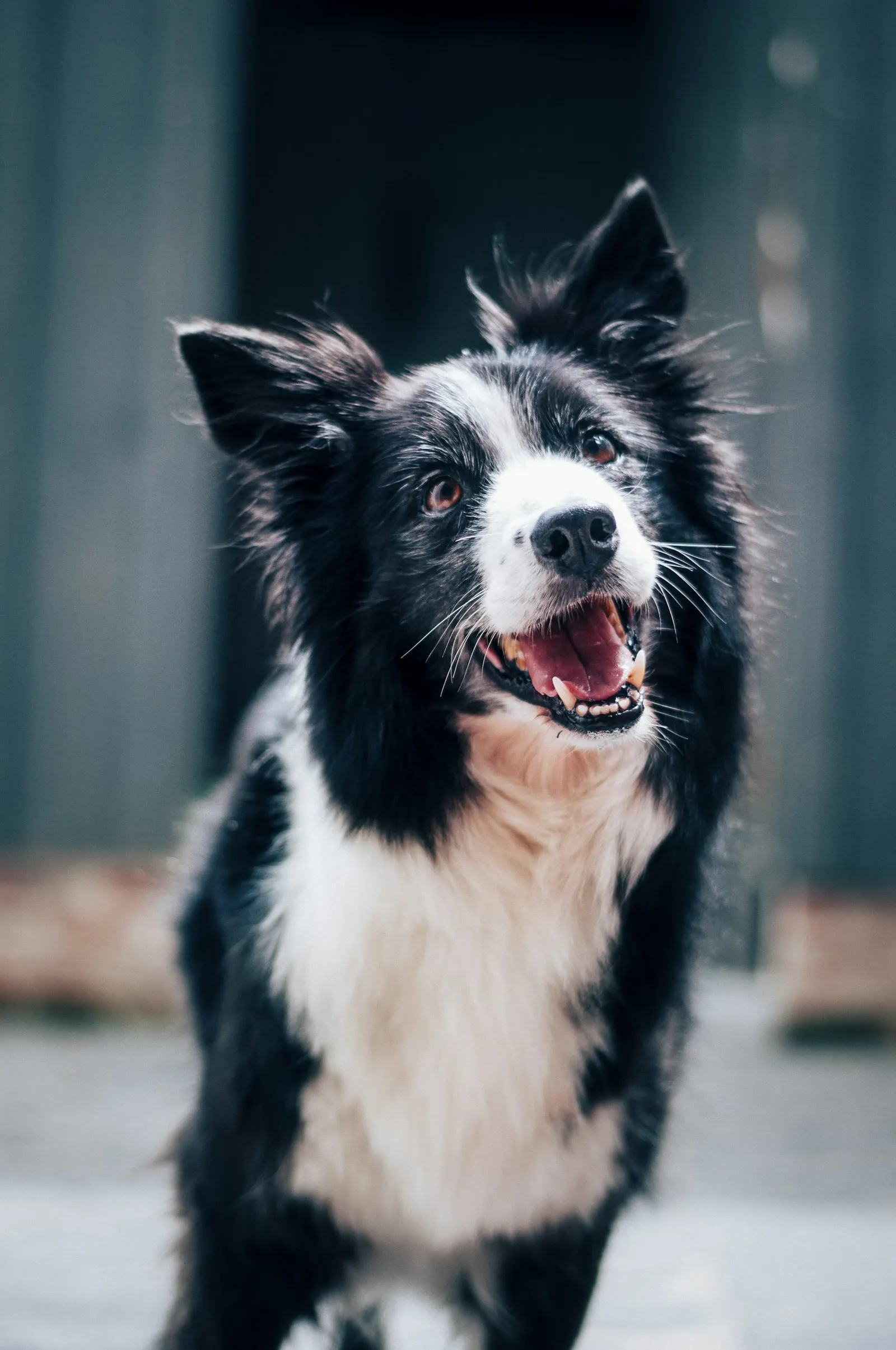 Açık havada ağzı açık duran siyah beyaz uzun tüylü köpek