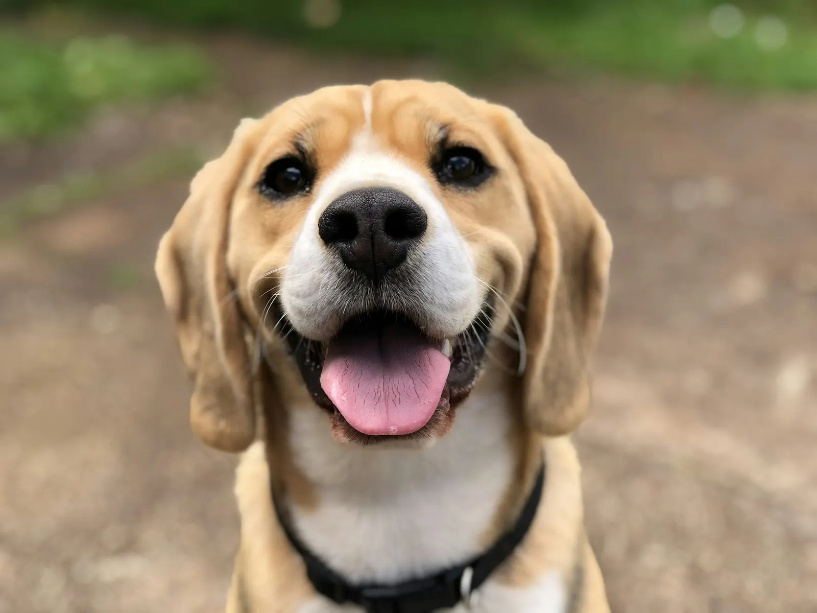 Kameraya bakan tasmalı beagle köpek