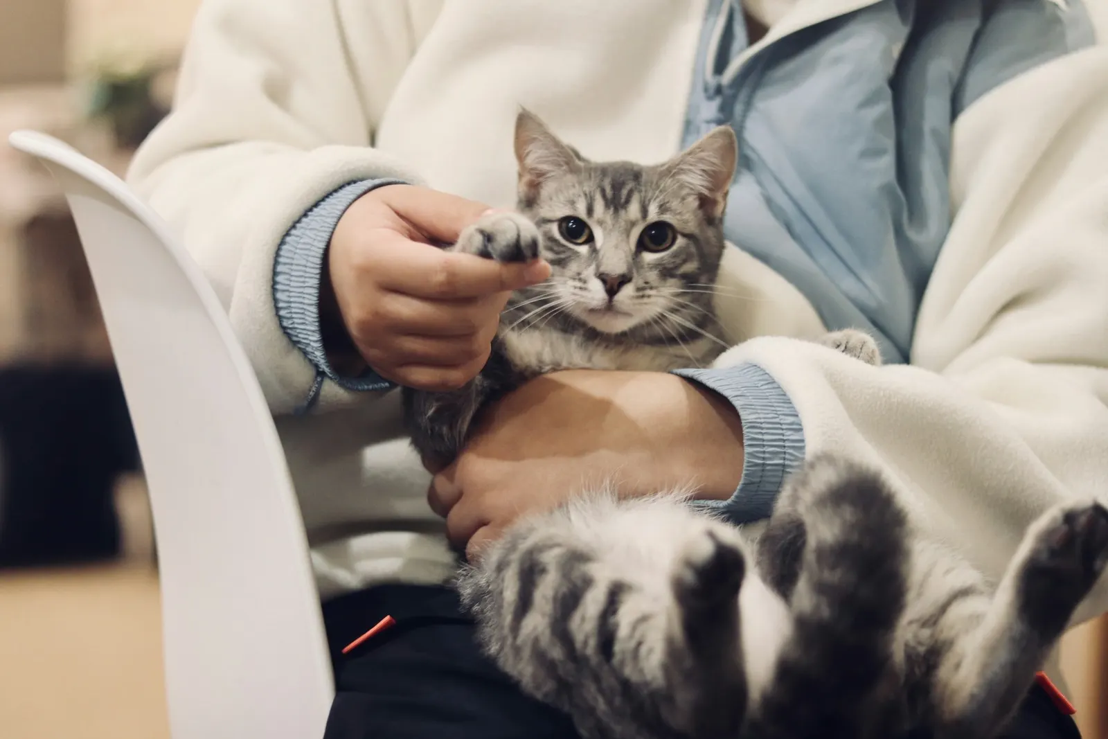 Kucakta tutulan gümüş tekir yavru kedi