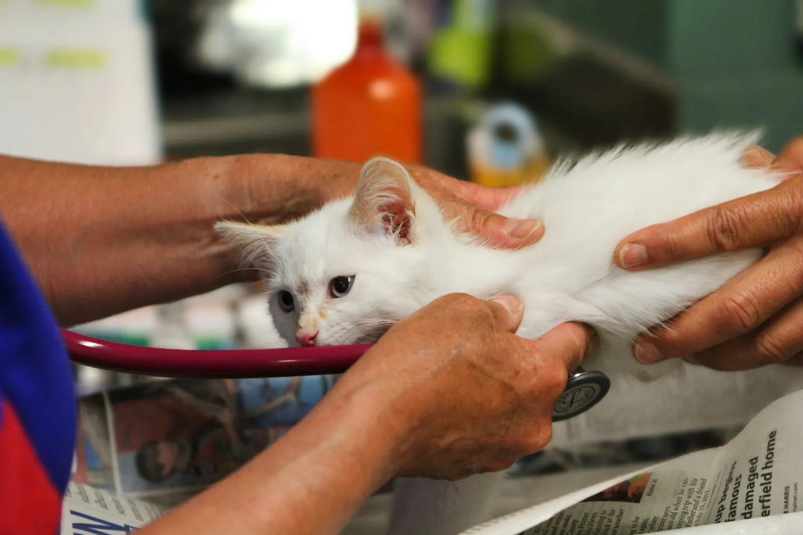 Veteriner hekim tarafından muayene edilen beyaz yavru kedi