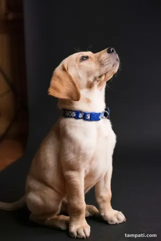 İki aylık Labrador yavrusu Mısır
