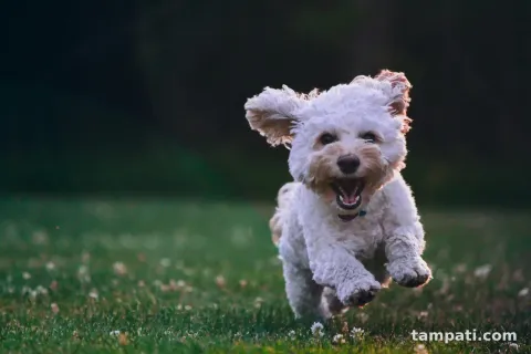 İki yaşında Shih Tzu Pofuduk