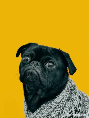 Dört yaşında Pug Fındık