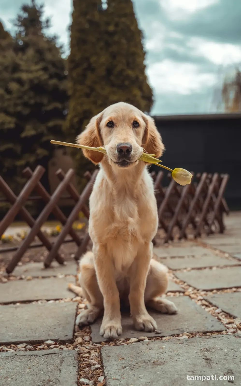 Nilüfer'de tasmalı sarı Labrador bulundu