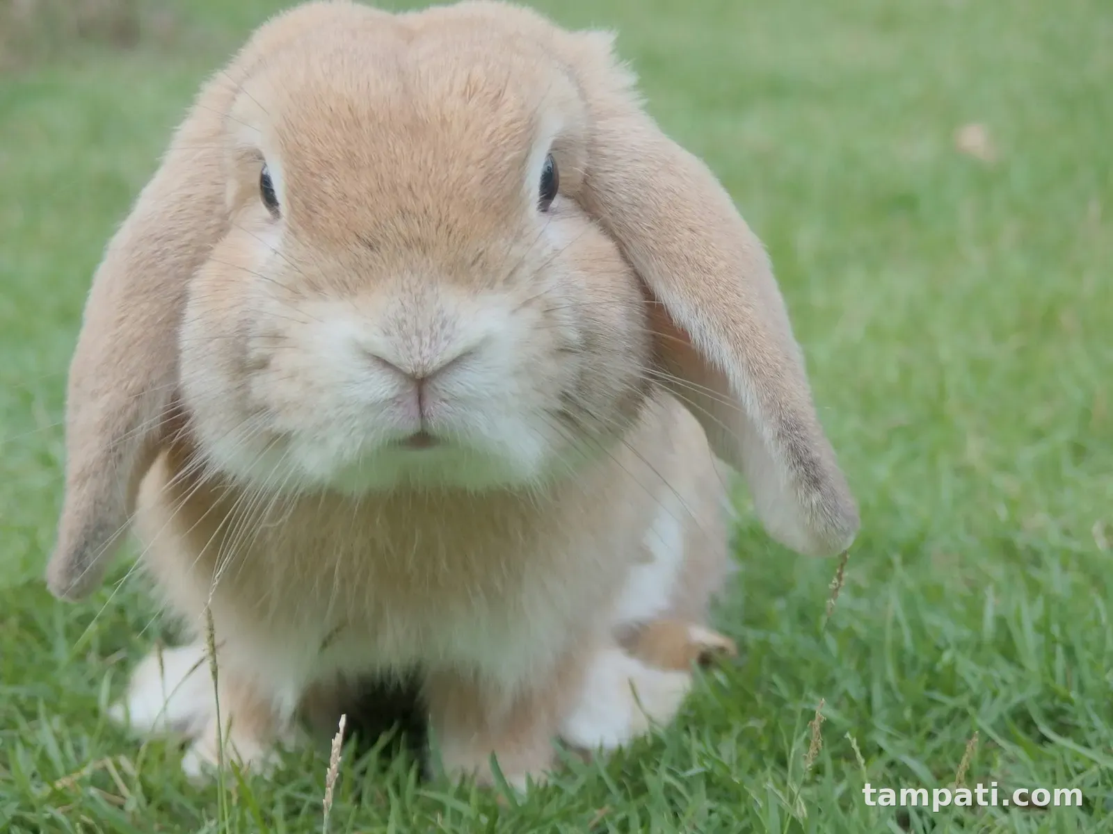 Uzun kulaklı Hollanda Lop tavşan Fasulye