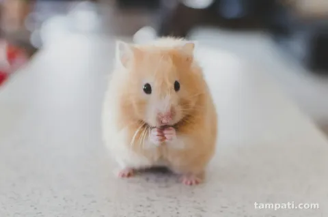 Altı aylık hamster ve kafesi birlikte