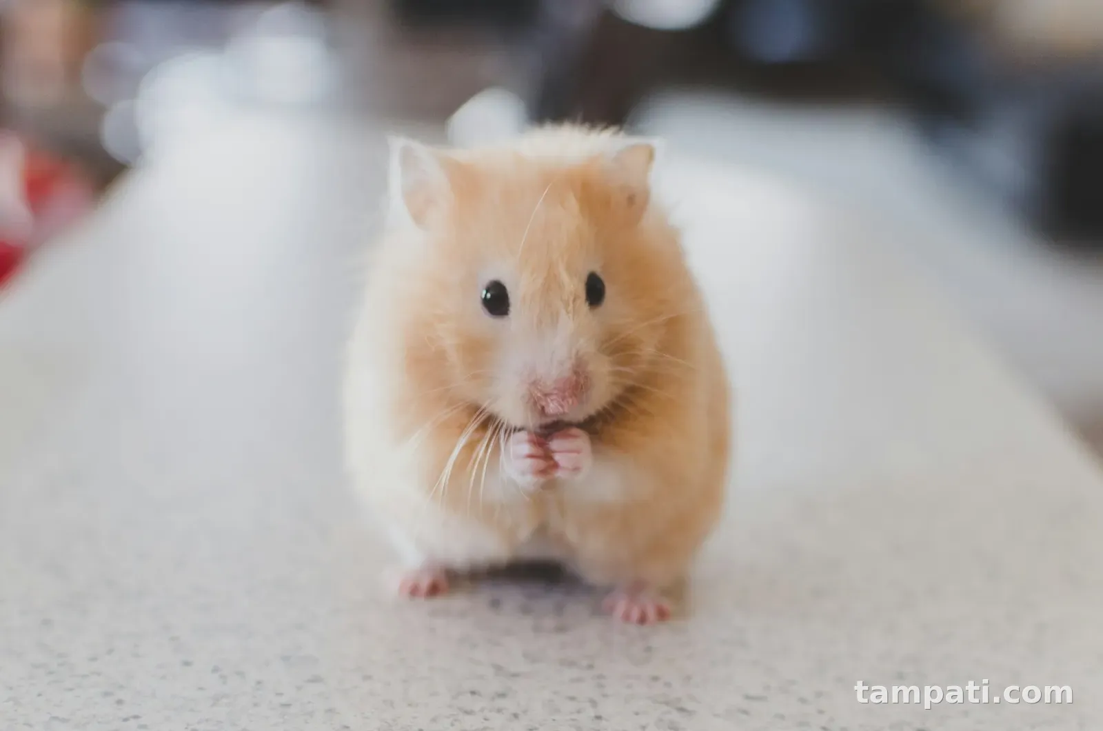 Altı aylık hamster ve kafesi birlikte
