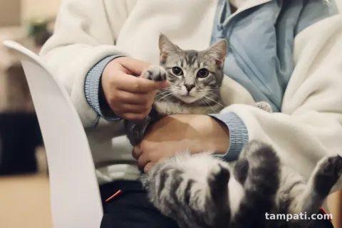 Tedavisi tamamlanan iki yaşındaki tekir Pırıl yuva arıyor
