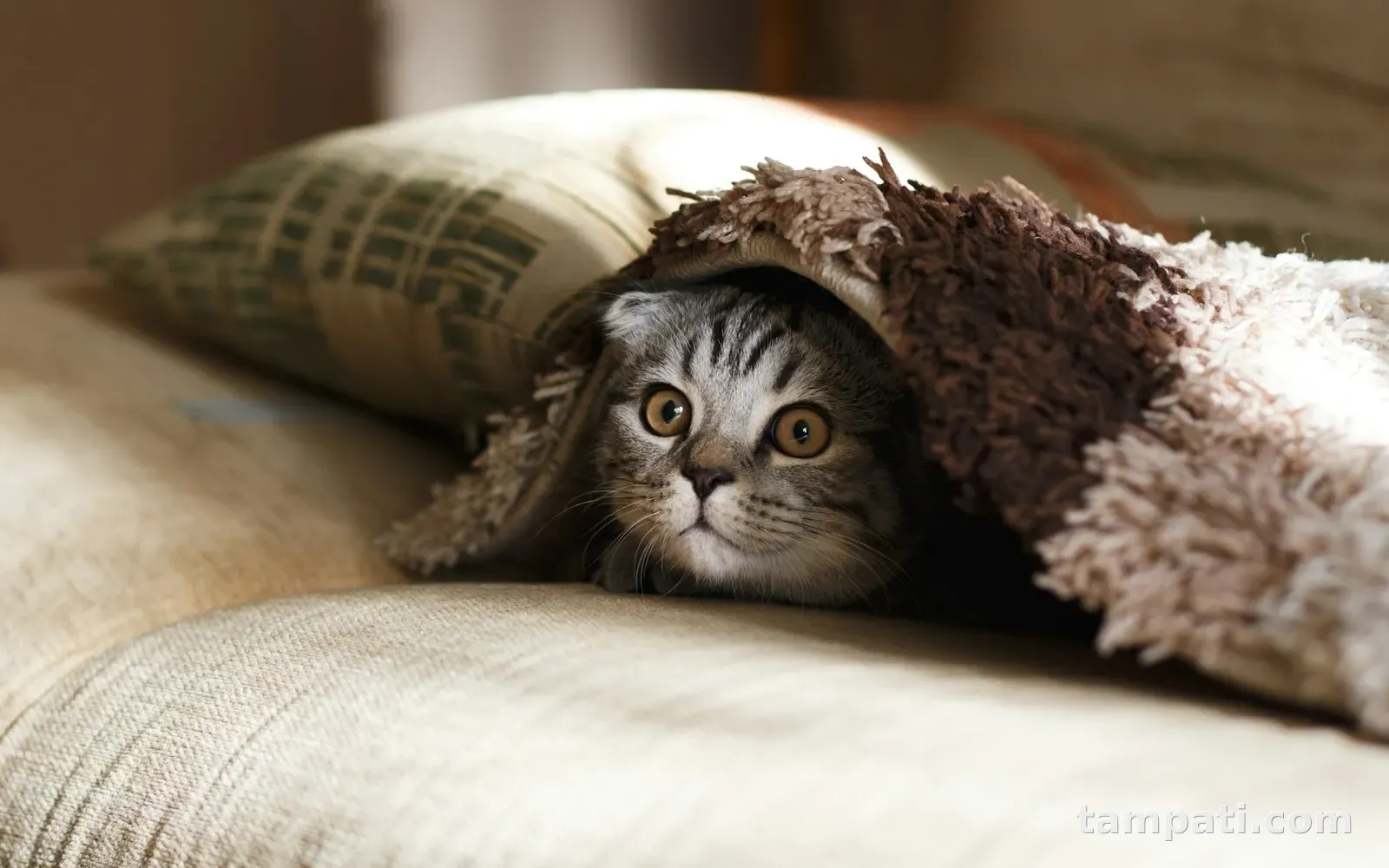 İki yaşında Scottish Fold Lokum