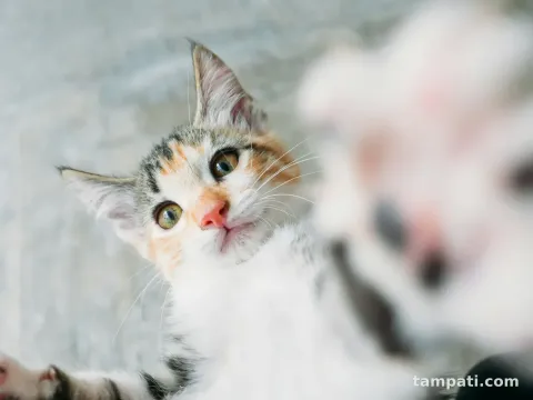 Üç bacaklı ama çok neşeli: Zeytin